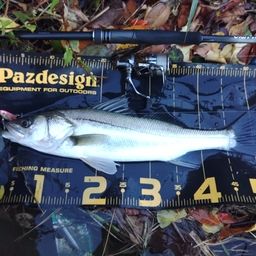 セイゴ（マルスズキ）