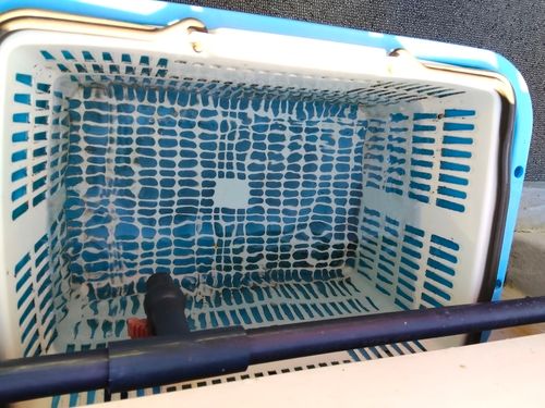 イソベラの釣果