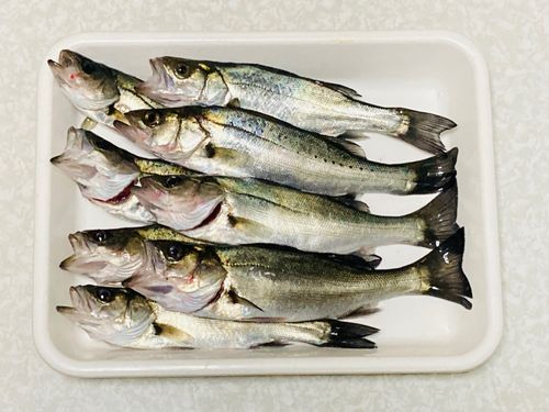 セイゴ（マルスズキ）の釣果
