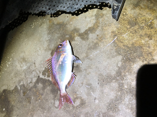 ハナダイの釣果