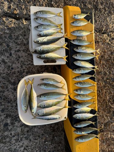 アジの釣果