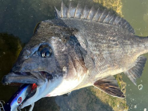 チヌの釣果