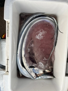 タチウオの釣果