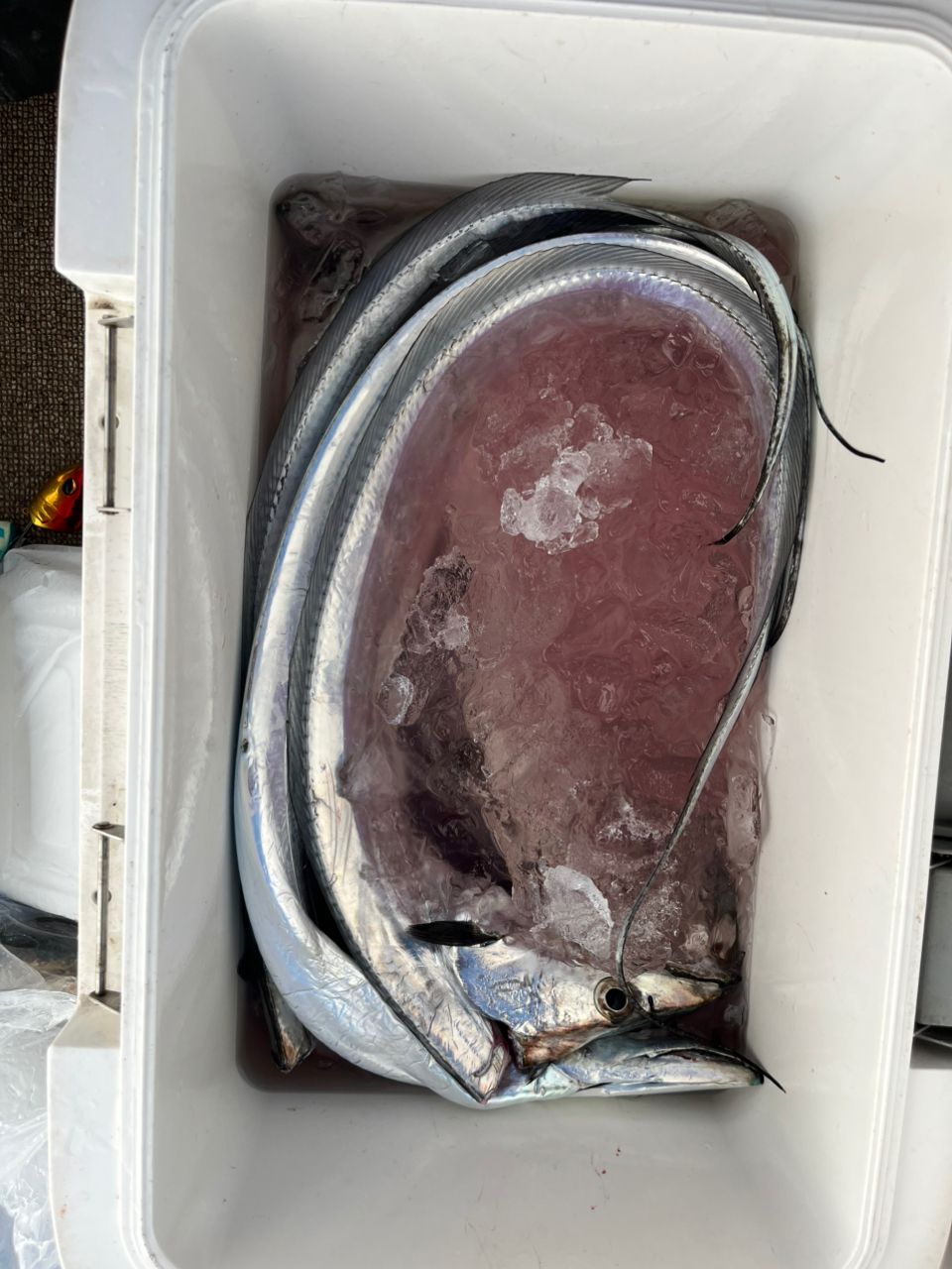 BOZUさんの釣果 1枚目の画像