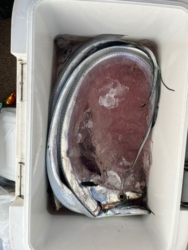 タチウオの釣果