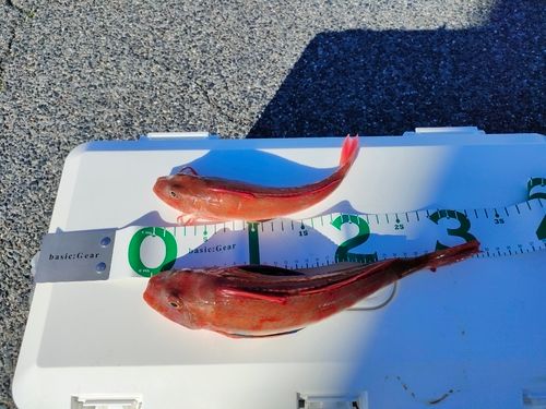 ホウボウの釣果