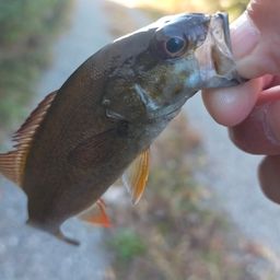 スモールマウスバス