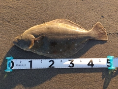 ヒラメの釣果