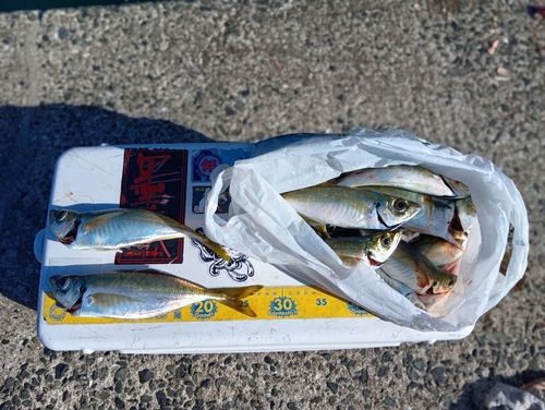 アジの釣果