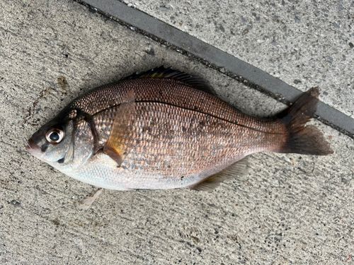 金沢水際線緑地（福浦岸壁）