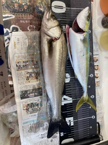 イナダの釣果