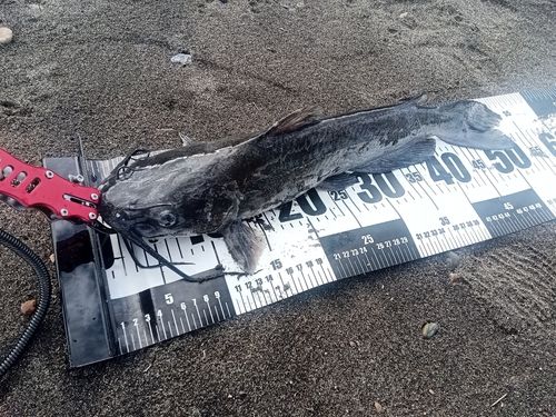アメリカナマズの釣果