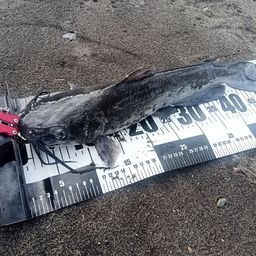 アメリカナマズ