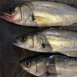 セイゴ（マルスズキ）