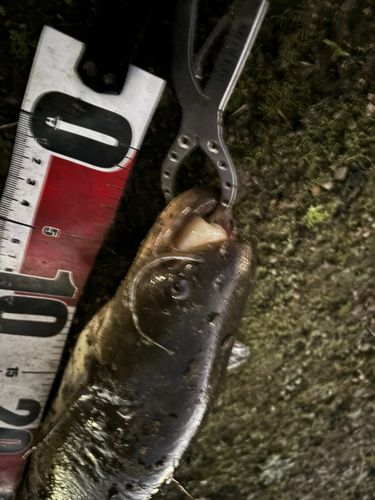 マナマズの釣果