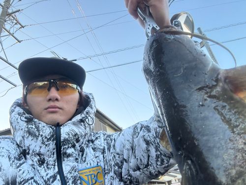 マナマズの釣果