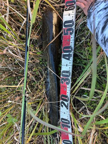 マナマズの釣果