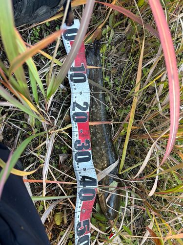 マナマズの釣果