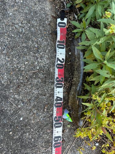 マナマズの釣果