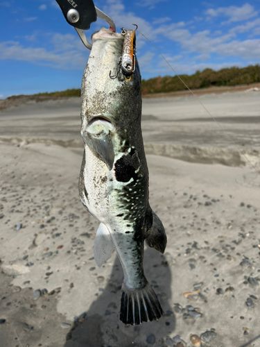 フグの釣果