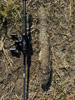 マナマズの釣果