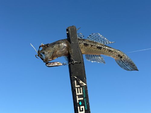 ウロハゼの釣果