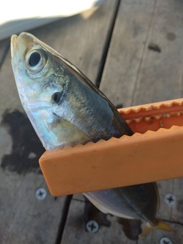 小名浜港アクアマリンふくしま周辺