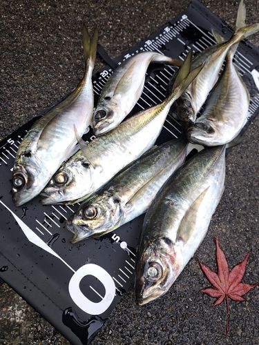 アジの釣果