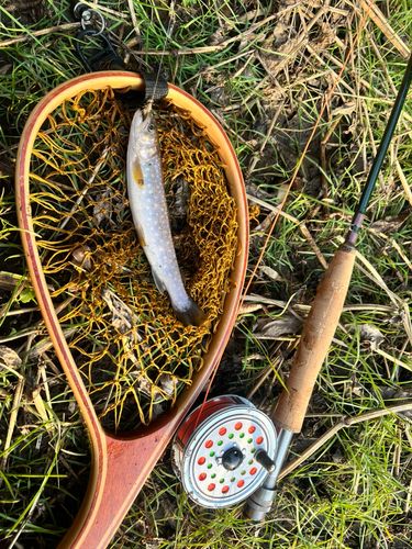 エゾイワナの釣果