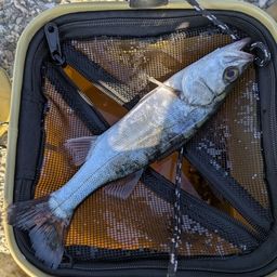 セイゴ（ヒラスズキ）