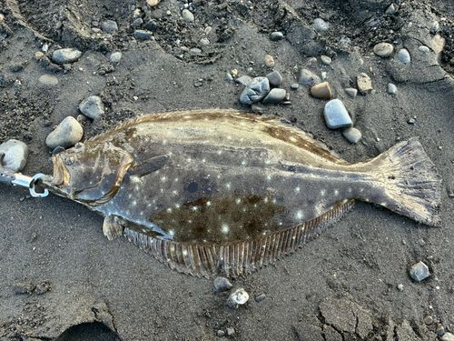 ヒラメの釣果