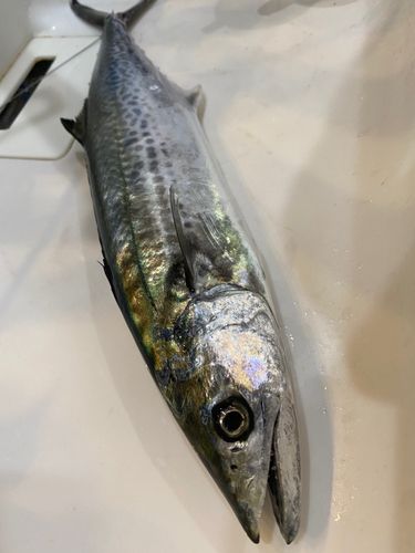 サゴシの釣果