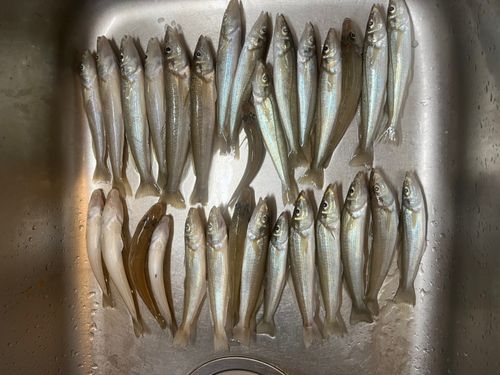 シロギスの釣果