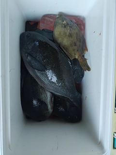 グレの釣果