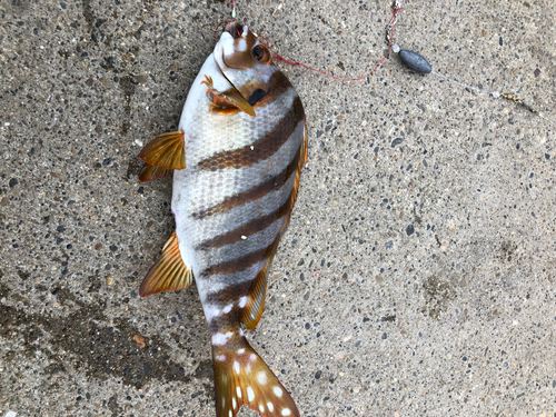 タカノハダイの釣果