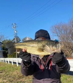 ラージマウスバスの釣果