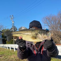 ラージマウスバス