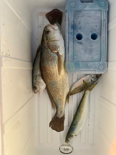 イシモチの釣果