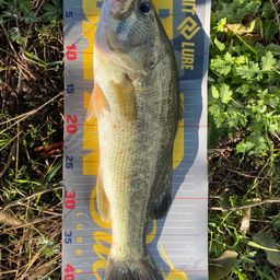 ラージマウスバス