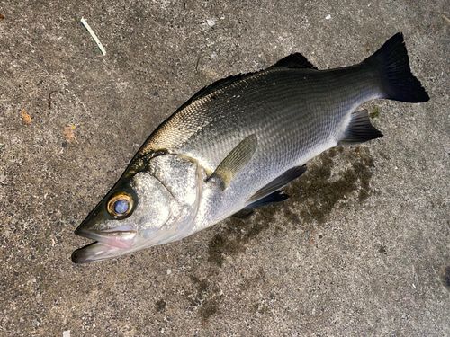 フッコ（ヒラスズキ）の釣果