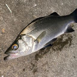 フッコ（ヒラスズキ）