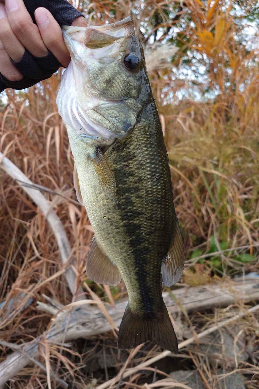 Megabass レヴァンテ JP F2-64LV 2Pの最安値・インプレ・釣果 | 本音の