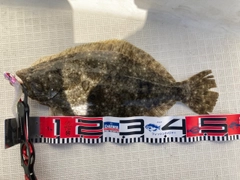 ヒラメの釣果