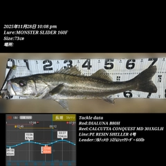 シーバスの釣果