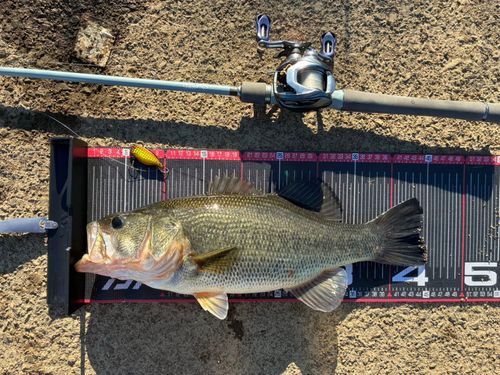 ブラックバスの釣果