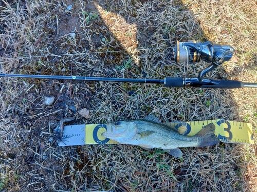 ラージマウスバスの釣果