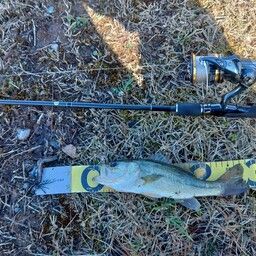 ラージマウスバス