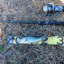 ラージマウスバス