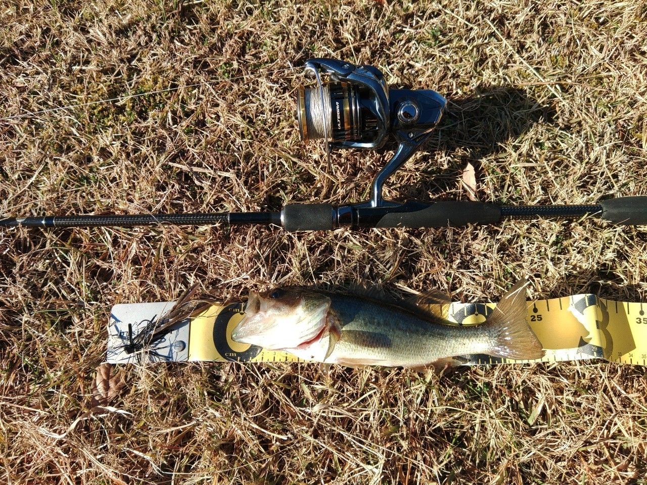 ラージマウスバス