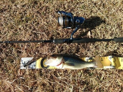 ラージマウスバスの釣果